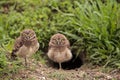 Family with Baby Burrowing owls Athene cunicularia perched outside a burrow