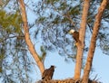 Juvenile Baby bald eaglet Haliaeetus leucocephalus in a nest