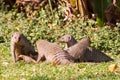 Family of banded mongooses