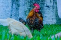 Family of bantam thai chicken Royalty Free Stock Photo