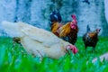 Family of bantam thai chicken Royalty Free Stock Photo