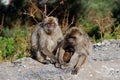 Family of Barbary Apes, Gibraltar.