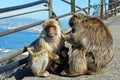 Family of Barbary Apes, Gibraltar.