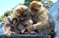 Family of Barbary Apes, Gibraltar.