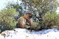 Family Barbary Macaques at the Rock of Gibraltar Royalty Free Stock Photo