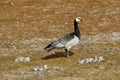 Barnacle goose with small chicks on arctic island Svalbard