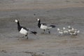 Family of barnacle goose is moving on beach on Svalbard