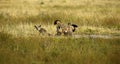 Family of Bat-eared Foxes Royalty Free Stock Photo