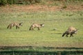 Family of Bat-eared foxes walking in the grass. Royalty Free Stock Photo