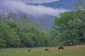 A family of bears graze in Cades Cove.