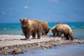 The family of bears, mother caught a fish Royalty Free Stock Photo