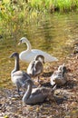 Family of swans Royalty Free Stock Photo