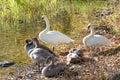 Family of swans Royalty Free Stock Photo