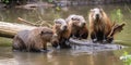 A family of beavers building a dam in a river, concept of Ecosystem engineering, created with Generative AI technology Royalty Free Stock Photo