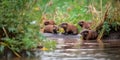 family of beavers building a dam in a stream, surrounded by tall grass and wildflowers. Generative AI