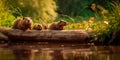 family of beavers building a dam in a stream, surrounded by tall grass and wildflowers. Generative AI