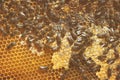 A family of bees gather and carry honey in waxen honeycombs. Hive of the beekeeper