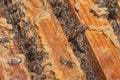 A family of bees gather and carry honey in waxen honeycombs. The bee swarm looks out of the framework of the hive