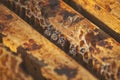 A family of bees gather and carry honey in waxen honeycombs. The bee swarm looks out of the framework of the hive