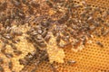 A family of bees gather and carry honey in waxen honeycombs. Hive of the beekeeper