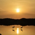 Family birds mornings Royalty Free Stock Photo