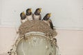 A family of birds swallows sit together in a nest, Royalty Free Stock Photo