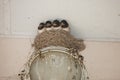 A family of birds swallows sit together in a nest, Royalty Free Stock Photo