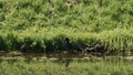 Family of black coots on a pond shore