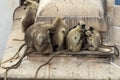 Family of black faces monkeys above the roof Royalty Free Stock Photo