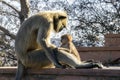 Family of black faces monkeys above the roof Royalty Free Stock Photo