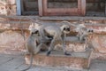 A family of black faces monkeys, India Royalty Free Stock Photo