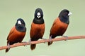 family of black-headed or chestnut munia happily perching on branch with funny acting (Lonchura atricapilla Royalty Free Stock Photo