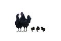 Family of black hens of the dongxiang breed on a white background