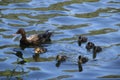 Family of a black mother duck (Anatidae) and cute baby ducks swimming in the water