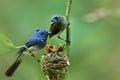 family of black-naped monarch or blue flycatcher Hypothymis azurea with new fledged chicks fresh hatched from eggs