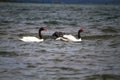 Family of black necked swan Royalty Free Stock Photo