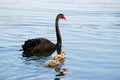 Family of black swan Royalty Free Stock Photo