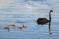 Family of black swan Royalty Free Stock Photo