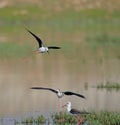 Family of black winged stilt bird, natural, nature, wallpaper Royalty Free Stock Photo