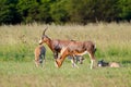 Family Blesbuck group Royalty Free Stock Photo