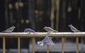 A family of Bluebirds feed together on mealworms. Royalty Free Stock Photo