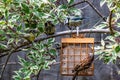 Family of bluetits as a male house sparrows perches on suet feeder Royalty Free Stock Photo