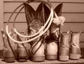 Family boots Royalty Free Stock Photo