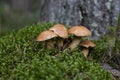 A group of young Suillus bovinus mushrooms in a mossy forest glade Royalty Free Stock Photo