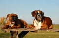 Family boxer Royalty Free Stock Photo