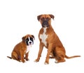 Family boxer dogs Royalty Free Stock Photo