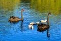 Two black swans and their young on a lake Royalty Free Stock Photo