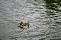 A family of brown flecked mallard ducks Anas platyrhynchos: four ducklings and their mother, swimming Royalty Free Stock Photo