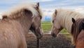 Family of brown horses in a stable in Iceland Royalty Free Stock Photo