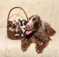 Family of lying English Cocker Spaniel dog Royalty Free Stock Photo